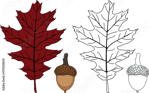 Coloring page with parts of Northern red oak (Quercus rubra): acorns and leaves isolated on white background