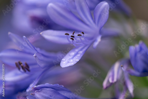 Agapanthus flower with morning dew in a home garden