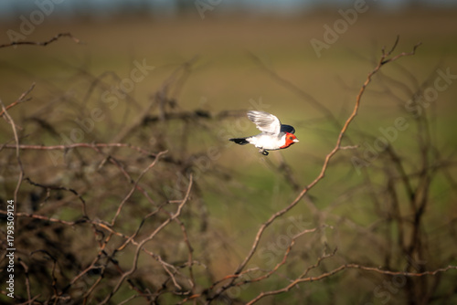 Red-capped Cardinal in Flight Over Natural Wetlands