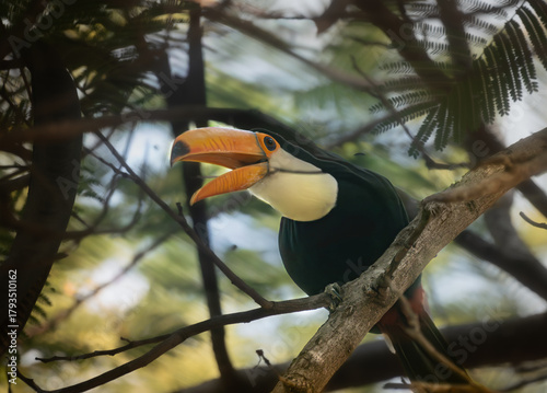 Toco Toucan Calling from a Forest Branch
