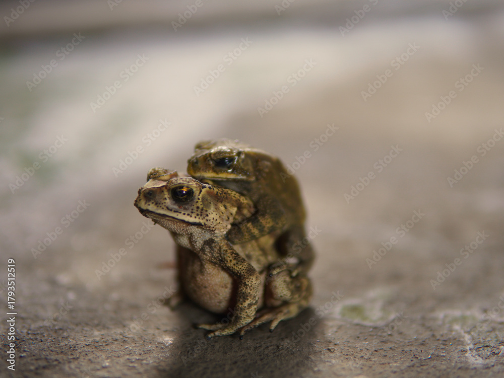Obraz premium Asian common toad mating. Animal theme.