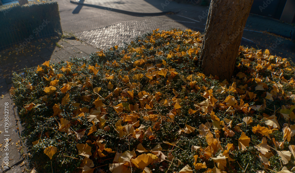 Obraz premium Close-up of golden ginkgo leaves scattered on metal tree grate in urban setting (this image was made with an anamorphic lens)