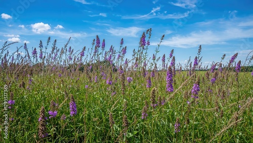 Purple flowers and green grass in a field under a blue sky with scattered clouds.
