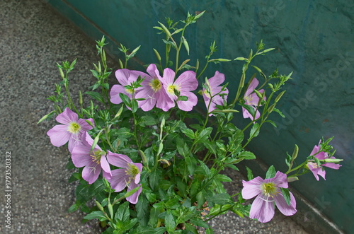Pink evening primrose or Oenothera speciosa in bloom adorns a patio at the entrance to a home, Sofia, Bulgaria 