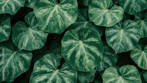 Lush green leaves with variegation pattern, dense foliage. Nature, plants, and botanical theme. The focus on leafy greenery.