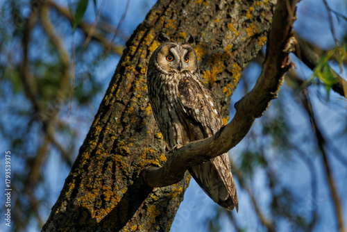 Tawny Owl Perched