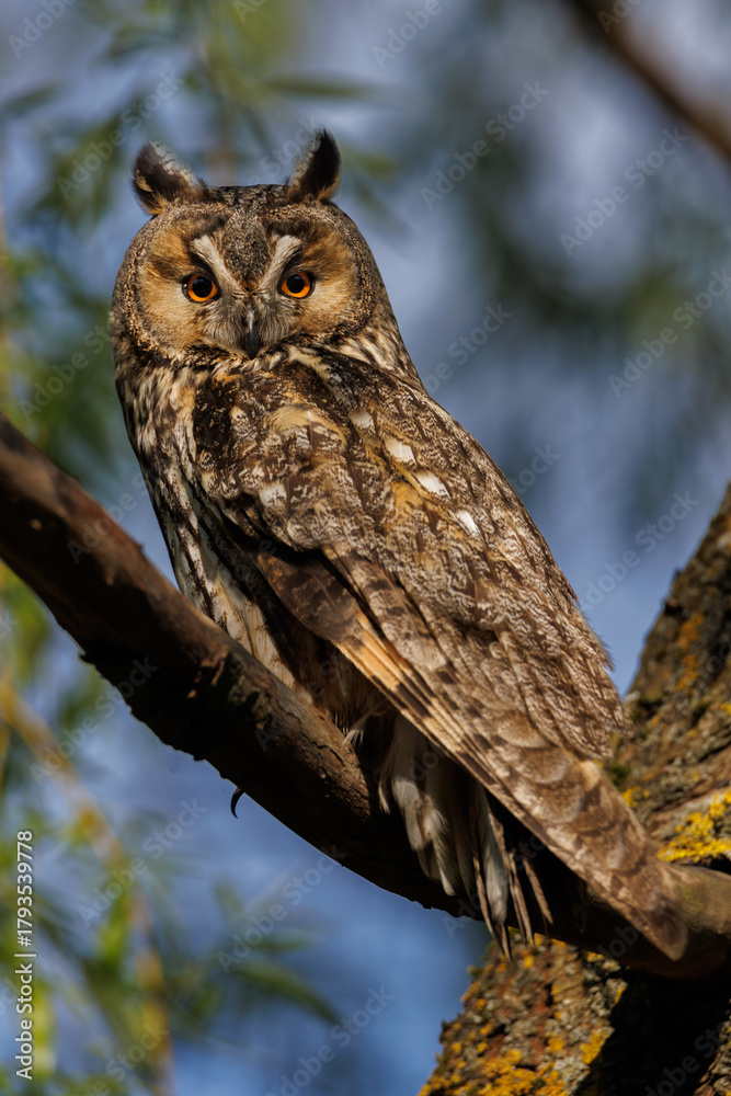 Obraz premium Owl Perched in Pine Tree Forest Scene