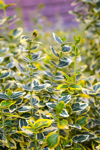 Wallpaper Mural Wintercreeper Euonymus Euonymus fortunei is an evergreen bush. Euonymus fortunei silver queen or fortune's spindle green with white foliage as background. Torontodigital.ca