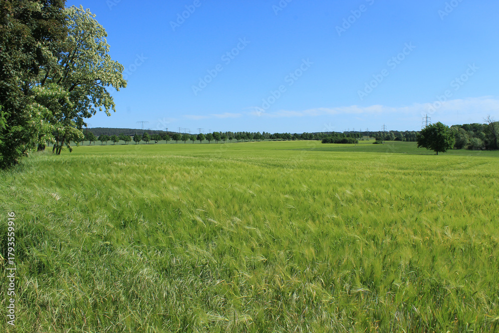 Obraz premium Getreidefeld, Landschaft, Himmel, Natur