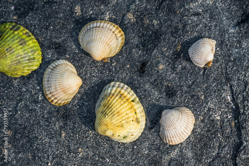 Scattered seashells resting on rough dark rock.