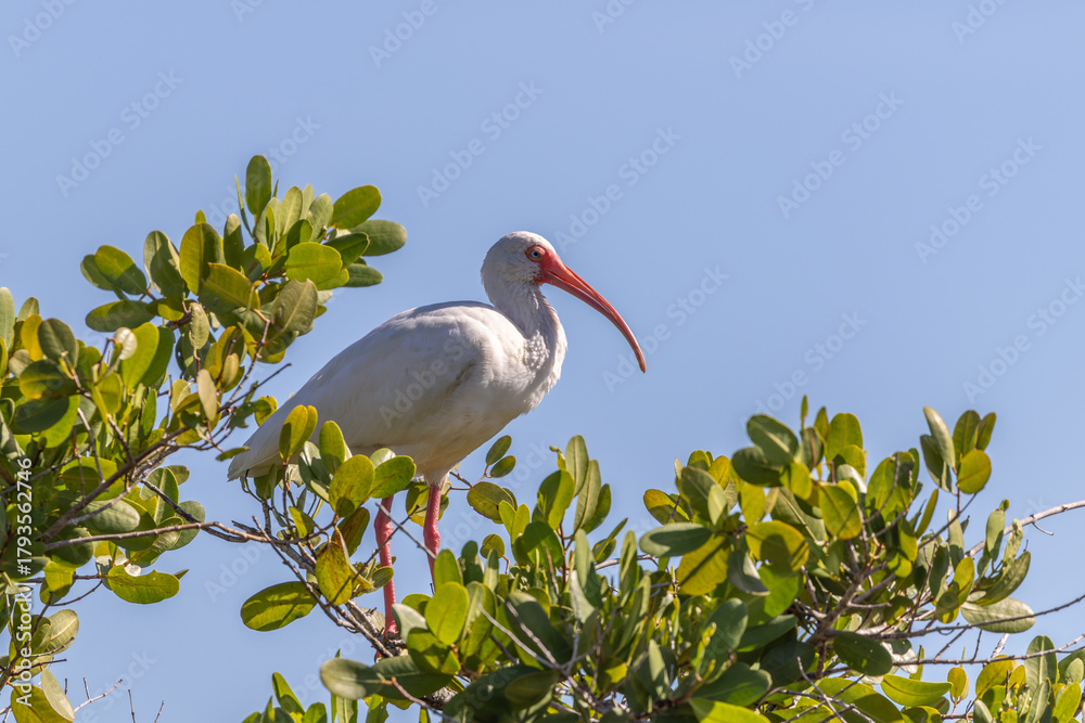 Naklejka premium Briggs Boardwalk Nature preserve in Naples, Collier County, Florida