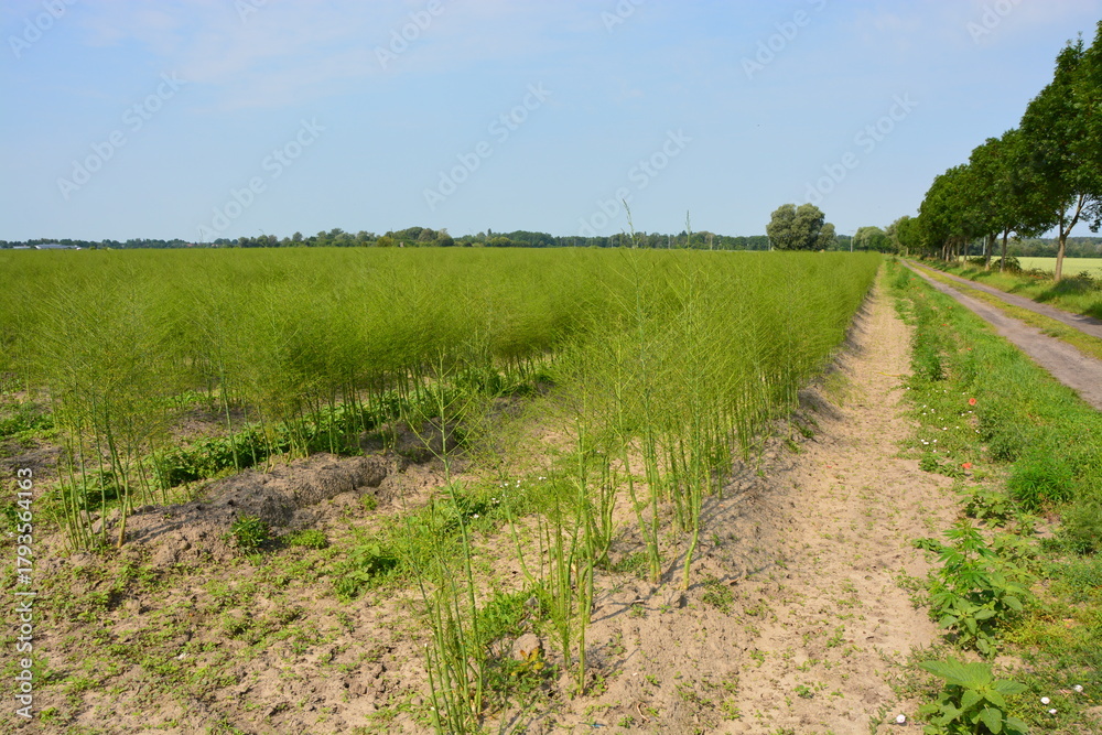Obraz premium Spargelfeld nach der Ernte, Himmel