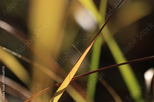 Golden sunlight illuminates slender, dry grass blades in a shallow depth-of-field macro shot, creating a warm, textured, natural scene with blurred green and brown backgrounds.