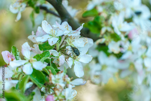 White petals of a blooming apple tree in close-up. A fly sits on a flower petal.