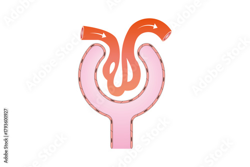 Bowman Capsule Structure Science Design. Vector Illustration.