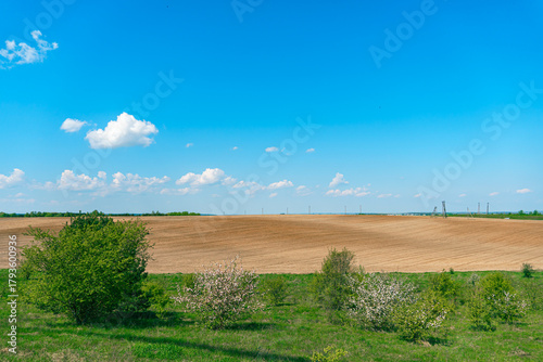 A blooming apple tree in a field against a blue sky. A wild apple tree blooms next to a plowed field.