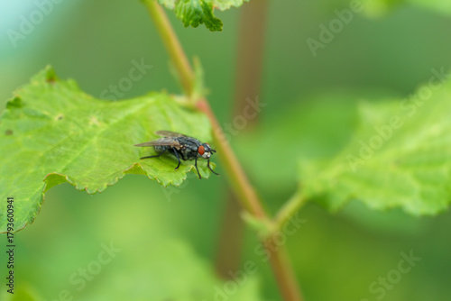 fly on a green leaf, close-up