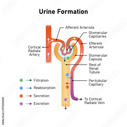 Urine Formation Stages Science Design. Vector Illustration.
