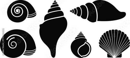 Various sea shells vector illustration with spiral and scallop shapes in black and white design 