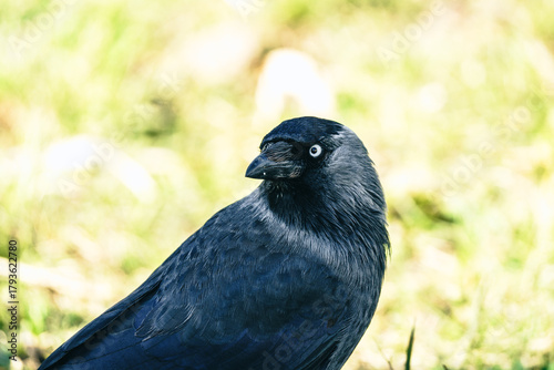 ptak kawka zwyczajna (Corvus monedula) w ujęciu portretowym