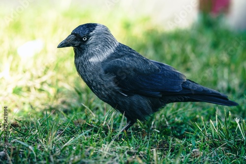 ptak kawka zwyczajna (Corvus monedula) w ujęciu portretowym