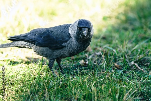 ptak kawka zwyczajna (Corvus monedula) w ujęciu portretowym