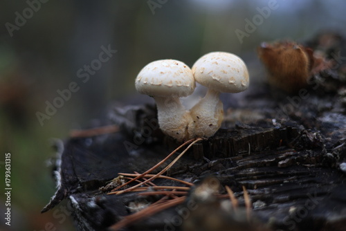 Two pale, speckled mushrooms grow from a dark, textured log, surrounded by pine needles. Soft, diffused lighting highlights their delicate forms against a blurred forest backdrop.