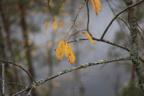Autumn leaves, yellow with brown spots, hang from a lichen-covered branch against a soft, blurred forest backdrop under muted, diffused light.