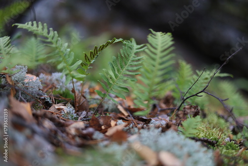 Soft-focus forest floor: vibrant green ferns emerge from moss, lichen, and brown leaves under diffused natural light, creating a serene, earthy woodland scene.