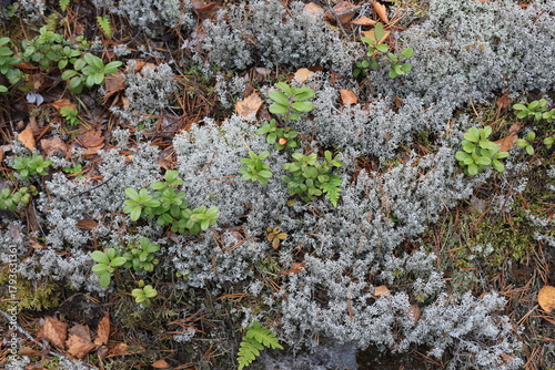 Grayish lichen blankets forest floor, interspersed with green shrubs, brown pine needles, and fallen leaves under soft, diffused natural light.