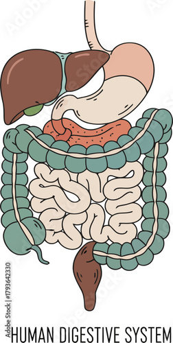 Detailed illustration of the human digestive system highlighting the stomach intestines liver and other organs in a clear and educational style with