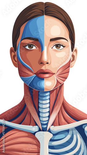 educational illustration of human anatomy highlighting musculature and skeletal structure with detailed facial features and transparent background