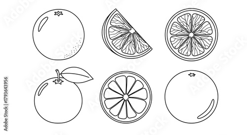 Illustration of collection of oranges and orange slices