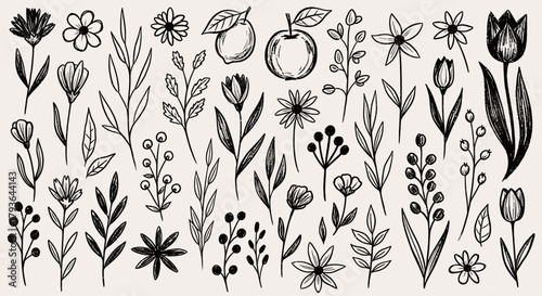 Illustration of hand drawn floral elements and fruits in sketch style