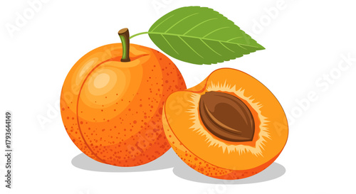 Illustration of fresh apricot fruit and slice