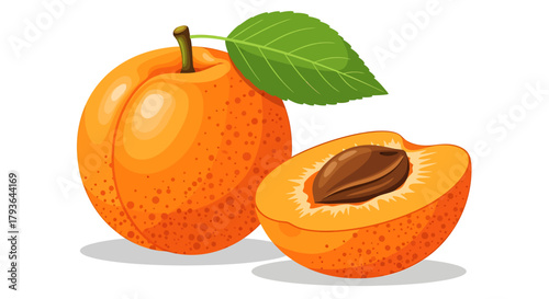 Illustration of whole apricot and a half apricot with a leaf