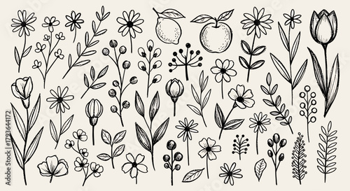 Illustration of hand drawn floral elements and fruits in sketch style