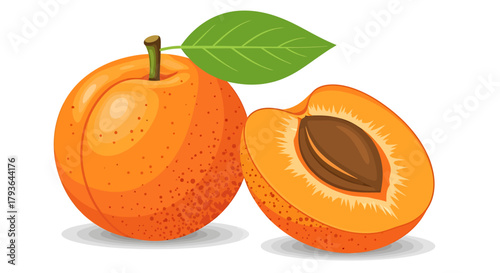 Illustration of whole apricot and a half apricot with a leaf