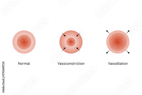 Vasoconstriction and Vasodilation Science Design. Vector Illustration.