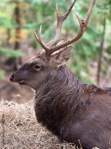Calm forest environment portraying serenity, wildlife sanctuary capturing quiet dignity of majestic game