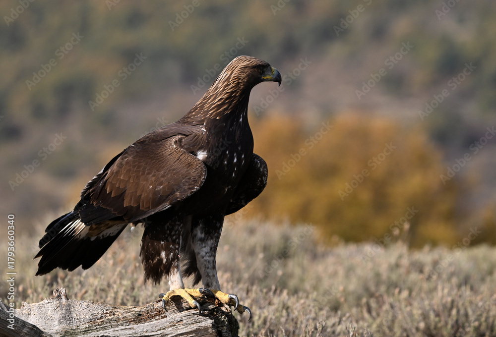 Fototapeta premium a majestic golden eagle in the mountain