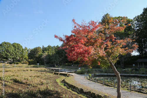 紅葉のはじまり