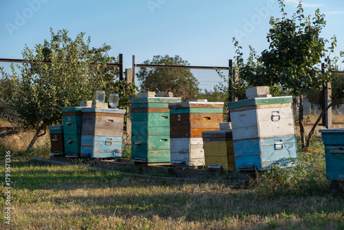 Wooden beehives in sunny rural apiary surrounded by fruit trees