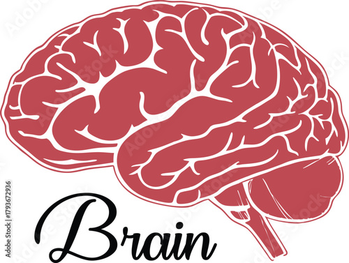 Human brain illustration in red for medical or educational purposes