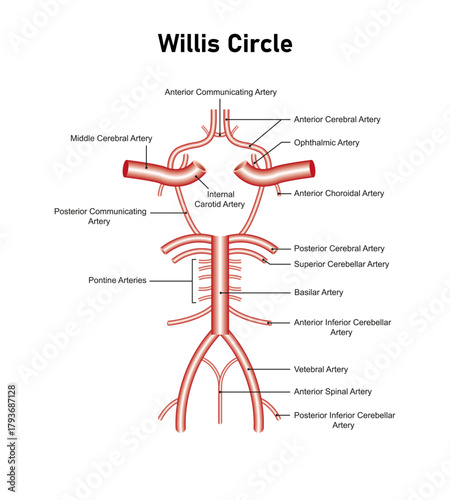 Willis circle Diagram Science Design. Vector Illustration.
