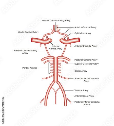 Willis circle Diagram Science Design. Vector Illustration.