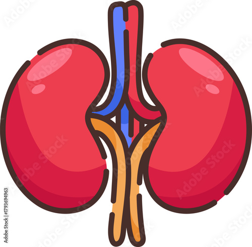 Vector illustration of both kidneys connected by ureter and blood vessels, representing renal health, medical study, and human anatomy