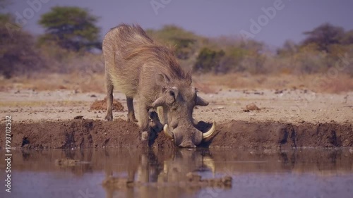 Common Warthog - Phacochoerus africanus  wild member of pig family Suidae found in grassland, savanna, and woodland, warthog pig in savannah in Africa drinking from namibian waterhole in Etosha.