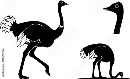 Ostrich silhouettes, Ostrich, Ostrich vector illustration, Ostrich clipart, Ostrich silhouette set