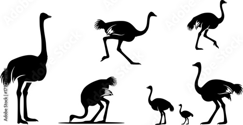 Ostrich silhouettes, Ostrich, Ostrich vector illustration, Ostrich clipart, Ostrich silhouette set
